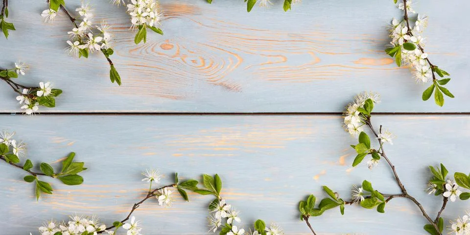 White cherry blossoms Stock Photos