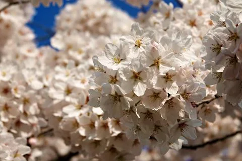 White cherry blossoms Stock Photos