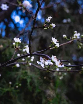 White cherry blossoms Stockfoto's