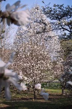 White cherry blossoms Stock Photos