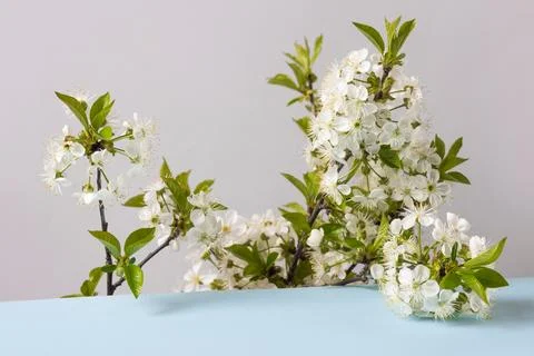 White cherry blossoms Stock Photos