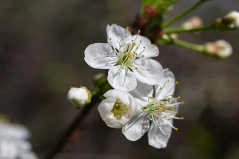 White cherry blossoms  Stock Photos