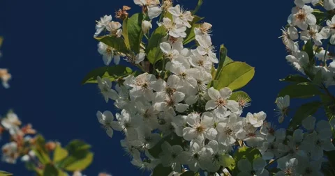 White Cherry blossoms Prunus on tree branch against blue sky in spring Stock Footage 336335760