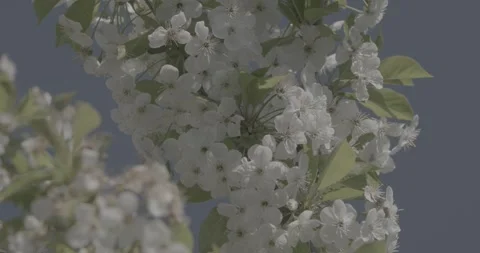 White Cherry blossoms Prunus on tree branch against blue sky in spring Stock Footage 336342567