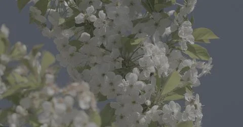 White Cherry blossoms Prunus on tree branch against blue sky in spring Stock Photos