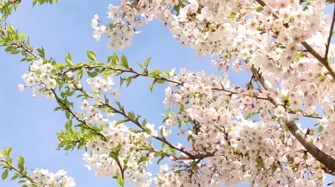 White cherry blossoms Sakura flowers in full bloom nature footage Stock Footage 50975652