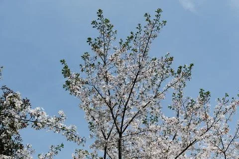 White cherry blossoms set against the blue sky Stock Photos