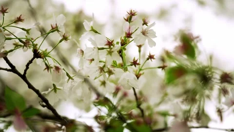 White Cherry Blossoms with some breeze Stock Footage 332600240