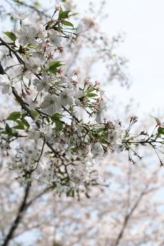 White cherry blossoms on spring branches Stock Photos