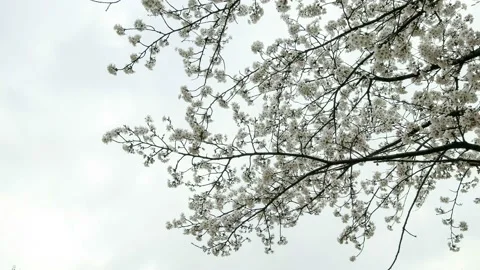 White cherry blossoms in spring. Video stock 122608376