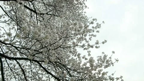 White cherry blossoms in spring. Stock Footage 122608400