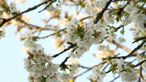 White Cherry Blossoms in Spring Video stock 332806018