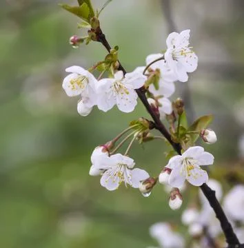 White cherry blossoms in spring park. Beautiful nature background. Springti.. 스톡 사진