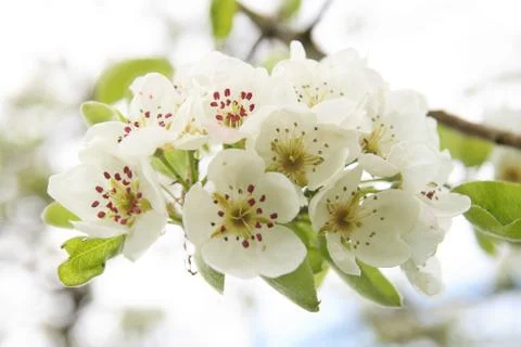 White cherry blossoms in spring 库存照片