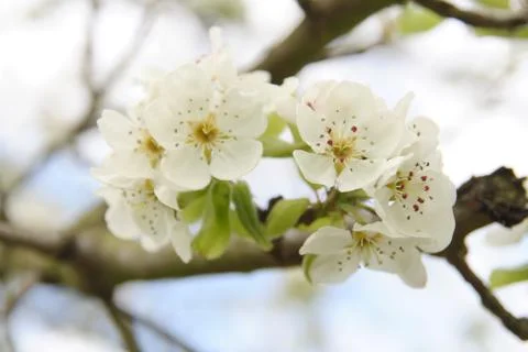 White cherry blossoms in spring Stock-Fotos