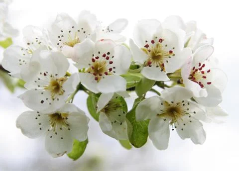 White cherry blossoms in spring Stock Photos