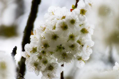 White cherry blossoms in spring Stock Photos