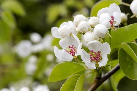 White cherry blossoms in spring Stock Photos