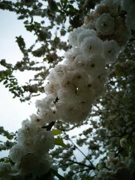 White Cherry Blossoms in Spring Stock Photos
