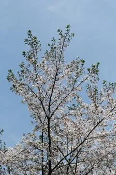 White Cherry Blossoms in Spring Stock Photos