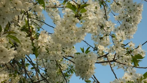 White cherry blossoms in spring sun with blue sky. Delicate flowers on a branch. Stock Footage 189335645