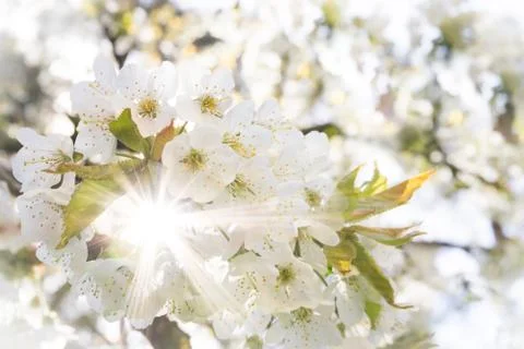 White cherry blossoms in spring sun with sunbeams and soft bokeh Stock Photos