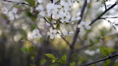 White cherry blossoms in spring in sunlight Stock Footage 108544396