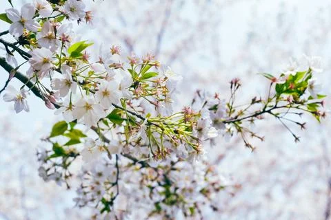 White cherry blossoms in spring sunlight Stock Photos