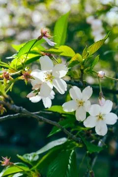 White cherry blossoms in spring sunlight Stock Photos