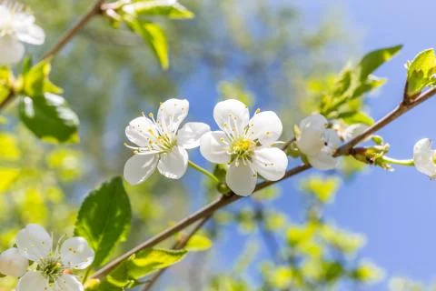 White cherry blossoms in spring time. Macro Stock Photos
