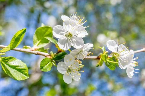 White cherry blossoms in spring time. Macro Stock Photos