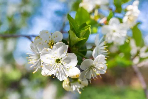 White cherry blossoms in spring time. Macro Stock Photos