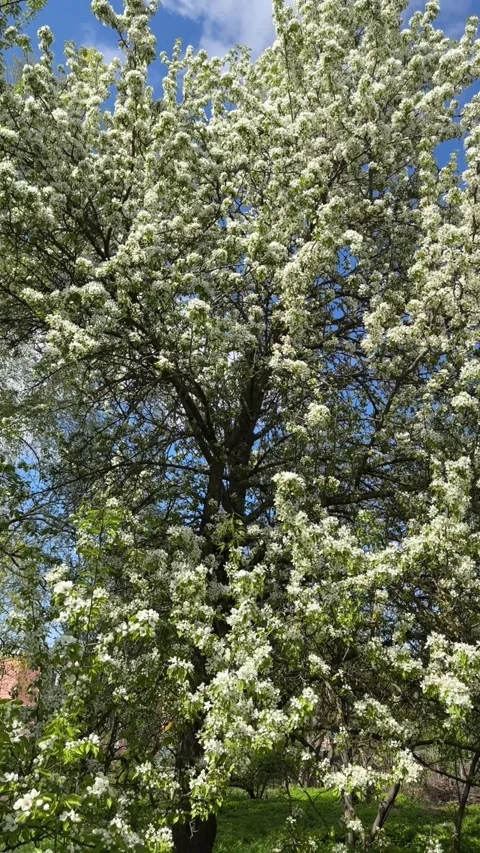 White cherry blossoms in spring, tree blossoms, white cherry blossoms in the Stock Footage 240626666