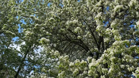 White cherry blossoms in spring, tree blossoms, white cherry blossoms in the Stock Footage 240626684