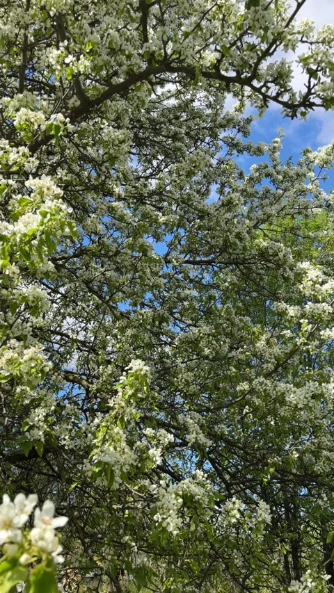 White cherry blossoms in spring, tree blossoms, white cherry blossoms in the Stock Footage 240626711