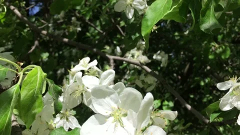 White cherry blossoms on a summer day. High quality 4k footage Stock Footage 154428658