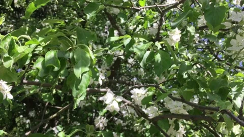 White cherry blossoms on a summer day Stock Footage 154428662