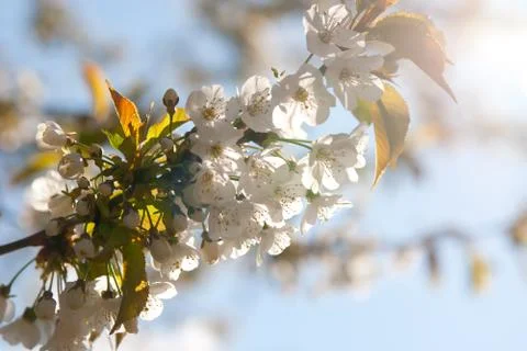 White cherry blossoms in sunlight Stock Photos