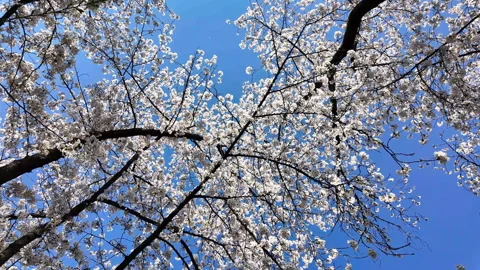 White cherry blossoms sway in the spring sun, Gojo River, Iwakura Stock Footage 316448808