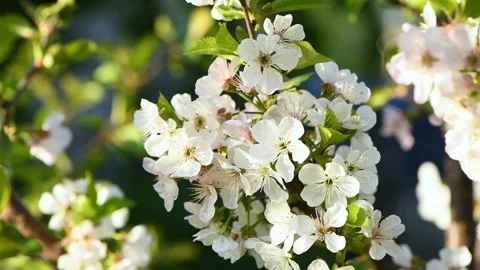 White cherry blossoms sway in the wind. Spring background for video Stock Footage 194445766