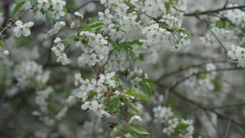 White cherry blossoms sway in the wind. Stock Footage 240432214