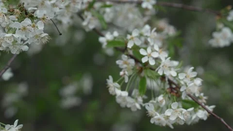 White cherry blossoms sway in the wind. Stock Footage 240432330