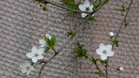 White cherry blossoms swaying against textured pink wall background 스톡 동영상 332804512