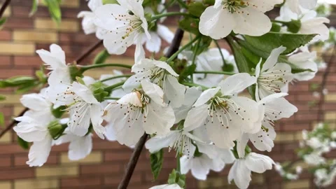 White Cherry Blossoms Swaying in the Breeze 스톡 동영상 342637688