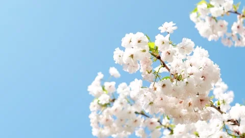 White Cherry Blossoms Swaying In The Spring Breeze 4K Stock Footage 341861802