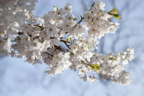 White cherry blossoms on a tree branch in spring. Stock Photos