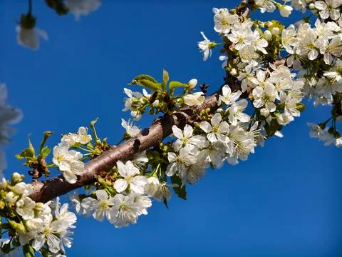 White cherry blossoms on a tree branch against a clear blue sky, delicate white 库存照片