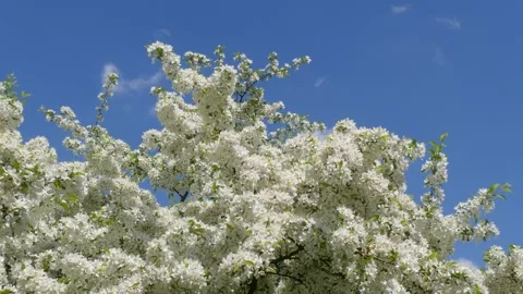 White cherry blossoms on tree branches, blue sky Video stock 247623602