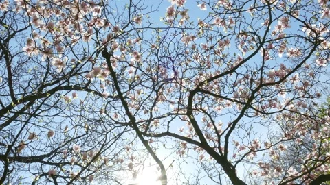 White cherry blossoms on tree branches, blue sky Stock Footage 247623615