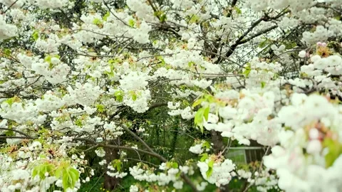 White Cherry Blossoms on Tree Branches, 4K Stock-Footage 282135783